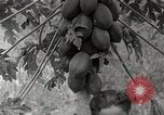 Standbild Local Menschen Trinidad, 1936, aus Sekunde 11 historischem Filmmaterial Videoclip 65675067692