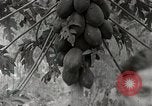 Standbild Local Menschen Trinidad, 1936, aus Sekunde 12 historischem Filmmaterial Videoclip 65675067692
