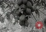 Standbild Local Menschen Trinidad, 1936, aus Sekunde 13 historischem Filmmaterial Videoclip 65675067692