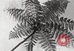Standbild Local Menschen Trinidad, 1936, aus Sekunde 46 historischem Filmmaterial Videoclip 65675067692