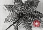 Standbild Local Menschen Trinidad, 1936, aus Sekunde 49 historischem Filmmaterial Videoclip 65675067692