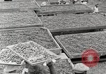 Standbild Local Menschen Trinidad, 1936, aus Sekunde 34 historischem Filmmaterial Videoclip 65675067693
