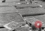 Standbild Local Menschen Trinidad, 1936, aus Sekunde 35 historischem Filmmaterial Videoclip 65675067693
