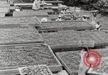 Standbild Local Menschen Trinidad, 1936, aus Sekunde 37 historischem Filmmaterial Videoclip 65675067693