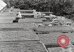 Standbild Local Menschen Trinidad, 1936, aus Sekunde 41 historischem Filmmaterial Videoclip 65675067693