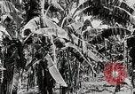 Immagine di Giardini in Kingston Kingston in Giamaica, 1936, secondo 5 filmato di repertorio 65675067698