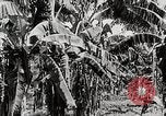 Immagine di Giardini in Kingston Kingston in Giamaica, 1936, secondo 6 filmato di repertorio 65675067698