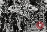 Immagine di Giardini in Kingston Kingston in Giamaica, 1936, secondo 8 filmato di repertorio 65675067698