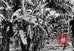 Immagine di Giardini in Kingston Kingston in Giamaica, 1936, secondo 9 filmato di repertorio 65675067698