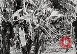 Immagine di Giardini in Kingston Kingston in Giamaica, 1936, secondo 10 filmato di repertorio 65675067698