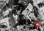 Immagine di Giardini in Kingston Kingston in Giamaica, 1936, secondo 12 filmato di repertorio 65675067698