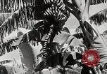 Immagine di Giardini in Kingston Kingston in Giamaica, 1936, secondo 13 filmato di repertorio 65675067698