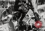 Immagine di Giardini in Kingston Kingston in Giamaica, 1936, secondo 14 filmato di repertorio 65675067698