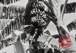 Immagine di Giardini in Kingston Kingston in Giamaica, 1936, secondo 15 filmato di repertorio 65675067698