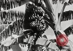 Immagine di Giardini in Kingston Kingston in Giamaica, 1936, secondo 16 filmato di repertorio 65675067698
