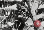 Immagine di Giardini in Kingston Kingston in Giamaica, 1936, secondo 17 filmato di repertorio 65675067698