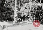 Immagine di Giardini in Kingston Kingston in Giamaica, 1936, secondo 24 filmato di repertorio 65675067698