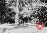 Immagine di Giardini in Kingston Kingston in Giamaica, 1936, secondo 25 filmato di repertorio 65675067698