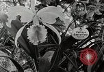 Immagine di Giardini in Kingston Kingston in Giamaica, 1936, secondo 43 filmato di repertorio 65675067698