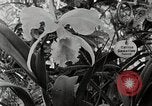 Immagine di Giardini in Kingston Kingston in Giamaica, 1936, secondo 44 filmato di repertorio 65675067698