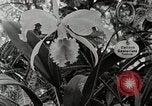 Immagine di Giardini in Kingston Kingston in Giamaica, 1936, secondo 45 filmato di repertorio 65675067698
