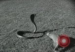 Image of Indian people India, 1961, second 8 stock footage video 65675067722