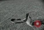 Image of Indian people India, 1961, second 9 stock footage video 65675067722