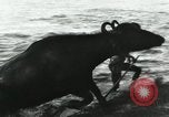 Image of farm activities India, 1961, second 27 stock footage video 65675067723