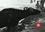 Image of farm activities India, 1961, second 28 stock footage video 65675067723