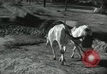 Image of Farm activities India, 1961, second 5 stock footage video 65675067724
