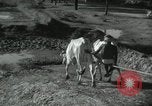 Image of Farm activities India, 1961, second 6 stock footage video 65675067724