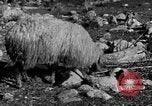 Immagine di Monte delle Beatitudini Palestina, 1936, secondo 34 filmato di repertorio 65675067739