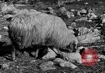 Immagine di Monte delle Beatitudini Palestina, 1936, secondo 36 filmato di repertorio 65675067739