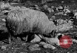 Immagine di Monte delle Beatitudini Palestina, 1936, secondo 38 filmato di repertorio 65675067739