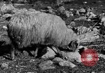 Immagine di Monte delle Beatitudini Palestina, 1936, secondo 39 filmato di repertorio 65675067739