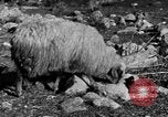 Immagine di Monte delle Beatitudini Palestina, 1936, secondo 40 filmato di repertorio 65675067739