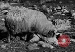 Immagine di Monte delle Beatitudini Palestina, 1936, secondo 41 filmato di repertorio 65675067739