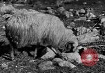 Immagine di Monte delle Beatitudini Palestina, 1936, secondo 42 filmato di repertorio 65675067739