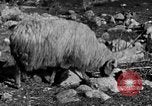 Immagine di Monte delle Beatitudini Palestina, 1936, secondo 43 filmato di repertorio 65675067739