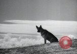 Image chiens de guerre United States USA, 1944, de la seconde 8 séquences d'archives historiques vidéo 65675067776