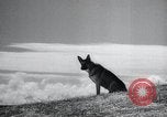 Image chiens de guerre United States USA, 1944, de la seconde 10 séquences d'archives historiques vidéo 65675067776