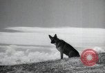 Image chiens de guerre United States USA, 1944, de la seconde 11 séquences d'archives historiques vidéo 65675067776