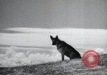 Image chiens de guerre United States USA, 1944, de la seconde 12 séquences d'archives historiques vidéo 65675067776
