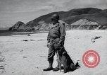Image chiens de guerre United States USA, 1944, de la seconde 25 séquences d'archives historiques vidéo 65675067776