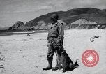 Image chiens de guerre United States USA, 1944, de la seconde 26 séquences d'archives historiques vidéo 65675067776