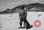 Image chiens de guerre United States USA, 1944, de la seconde 29 séquences d'archives historiques vidéo 65675067776