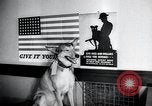 Image chiens de guerre United States USA, 1944, de la seconde 33 séquences d'archives historiques vidéo 65675067776