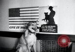Image chiens de guerre United States USA, 1944, de la seconde 34 séquences d'archives historiques vidéo 65675067776