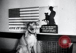 Image chiens de guerre United States USA, 1944, de la seconde 35 séquences d'archives historiques vidéo 65675067776