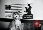 Image chiens de guerre United States USA, 1944, de la seconde 36 séquences d'archives historiques vidéo 65675067776
